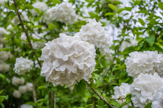 绣球花