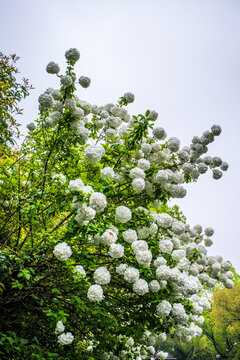 绣球花