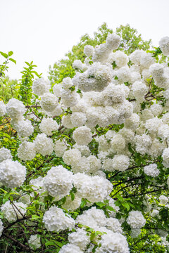 绣球花