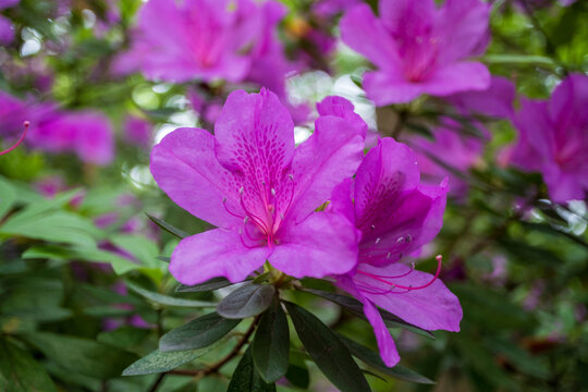杜鹃花