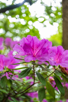 杜鹃花