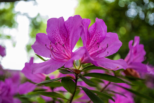 杜鹃花