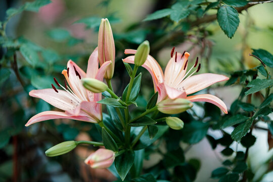 百合花