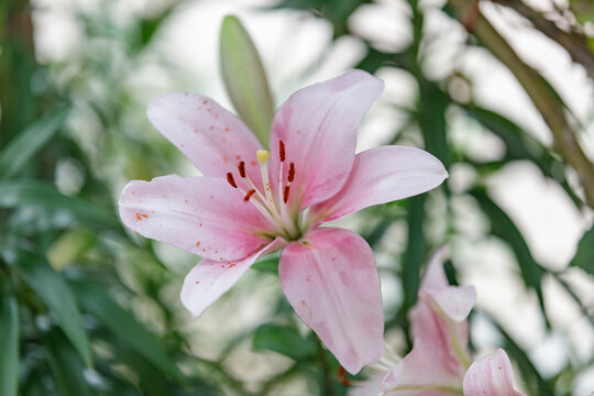 百合花