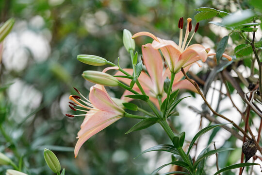 百合花