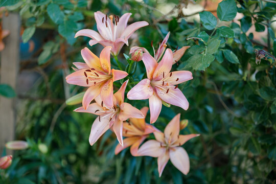 百合花