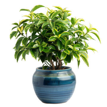 [免抠素材]透明背景下蓝色花盆里的花叶鹅掌柴植物