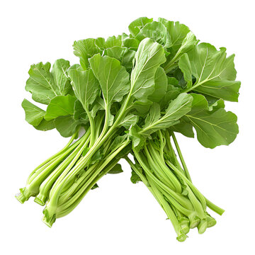 [免抠素材]新鲜油麦菜