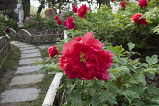 牡丹花