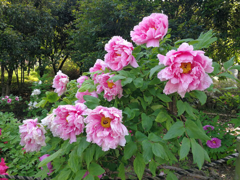 牡丹花