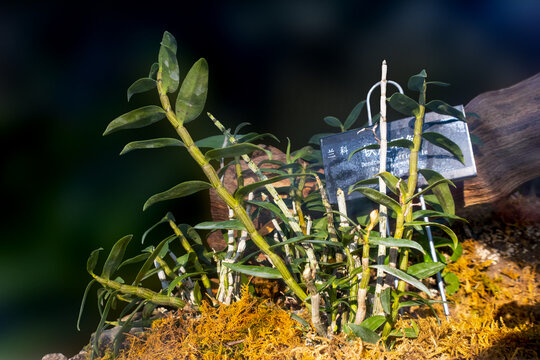 铁皮石斛植株