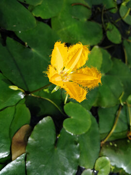荇菜