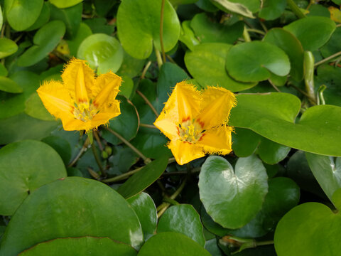 荇菜