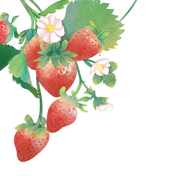 草莓手绘插画