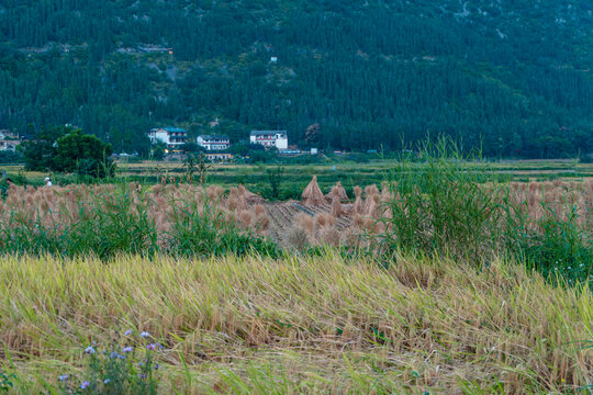 稻田