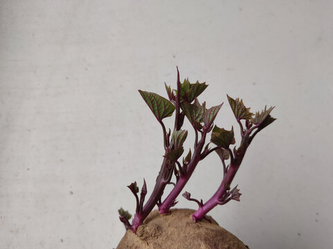 红薯芽