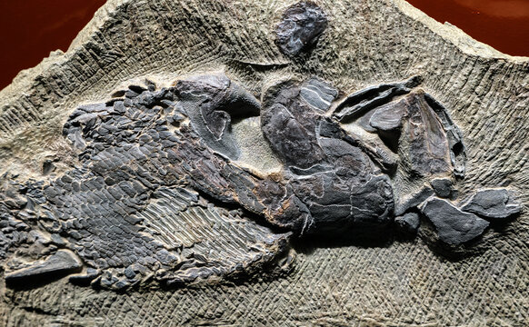 梦幻鬼鱼化石
