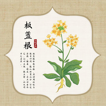 板蓝根