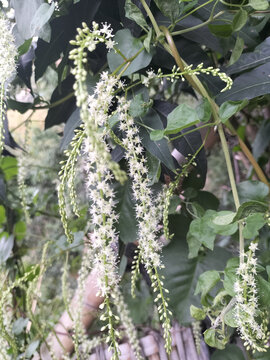 落葵薯花