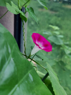 绿色世界里喇叭花牵牛花开