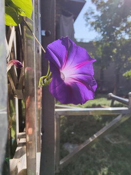 喇叭花牵牛花开啦