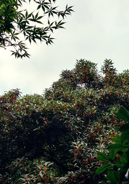 满山的桂花树