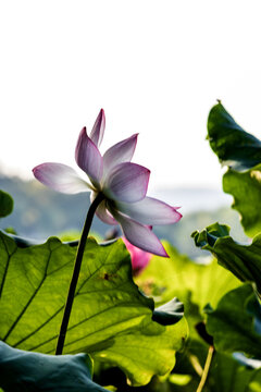 荷花特写