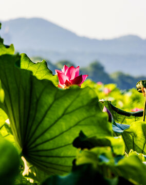 夏日荷花