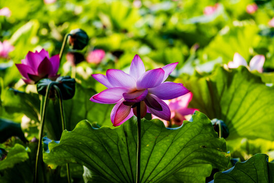 荷花