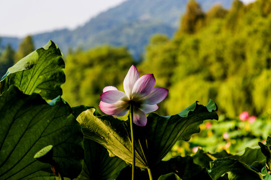 荷花特写