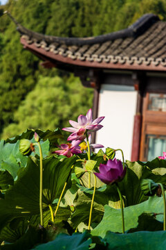 荷花