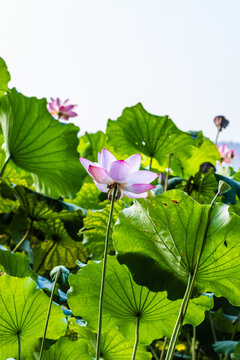 荷花特写