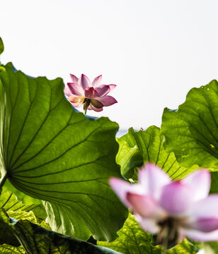 荷花