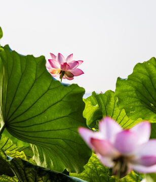 荷花特写