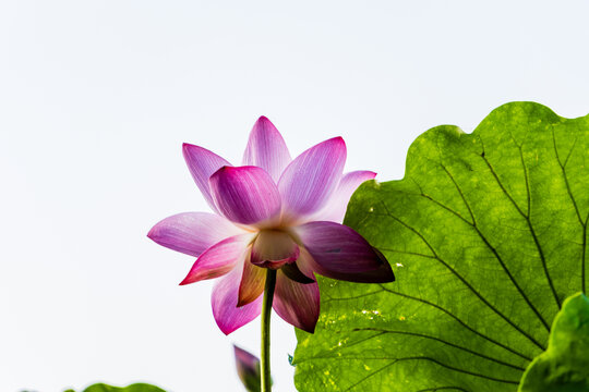 荷花特写