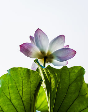 荷花特写