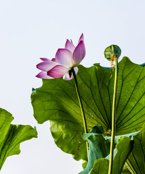 荷花
