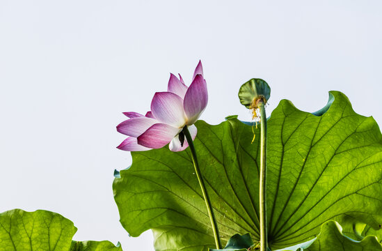 荷花特写