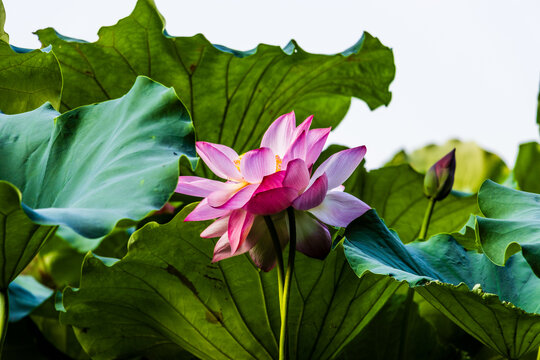 荷花