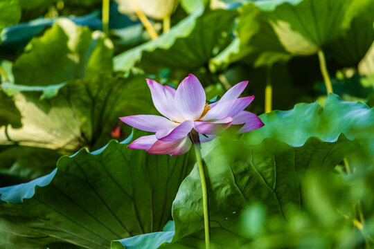 荷花特写