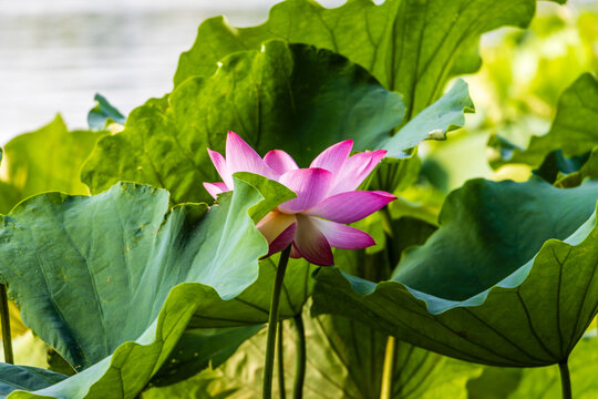 荷花