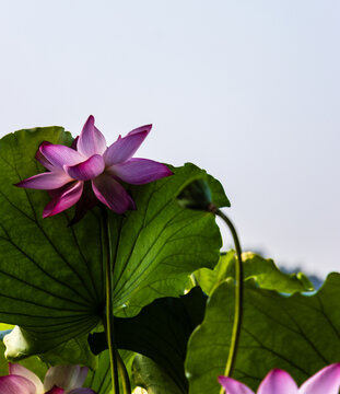 荷花