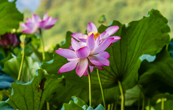 荷花特写