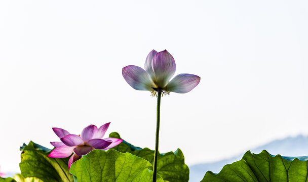 荷花