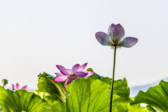 荷花
