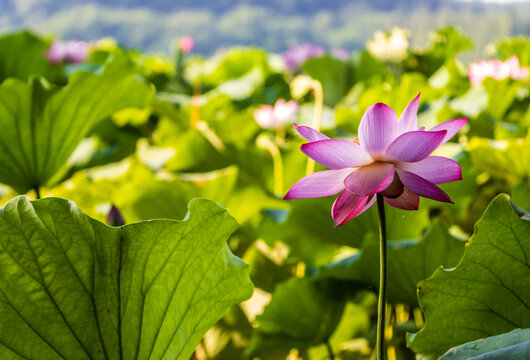 夏荷