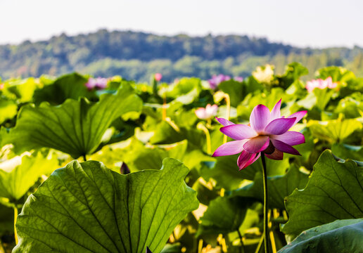 夏荷