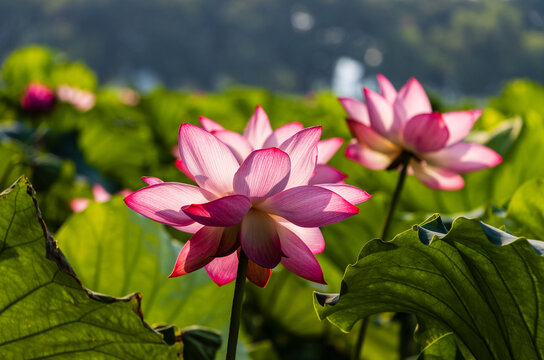 荷花特写