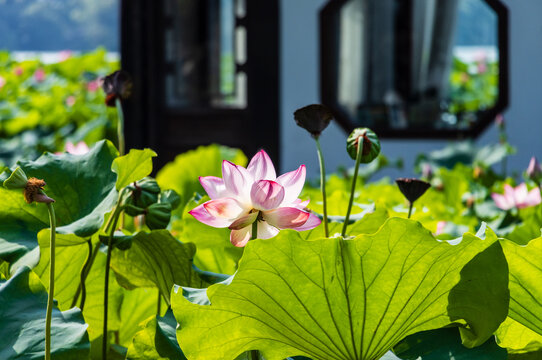 荷花