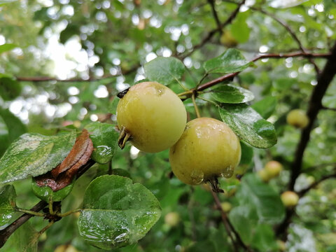雨后的海棠果